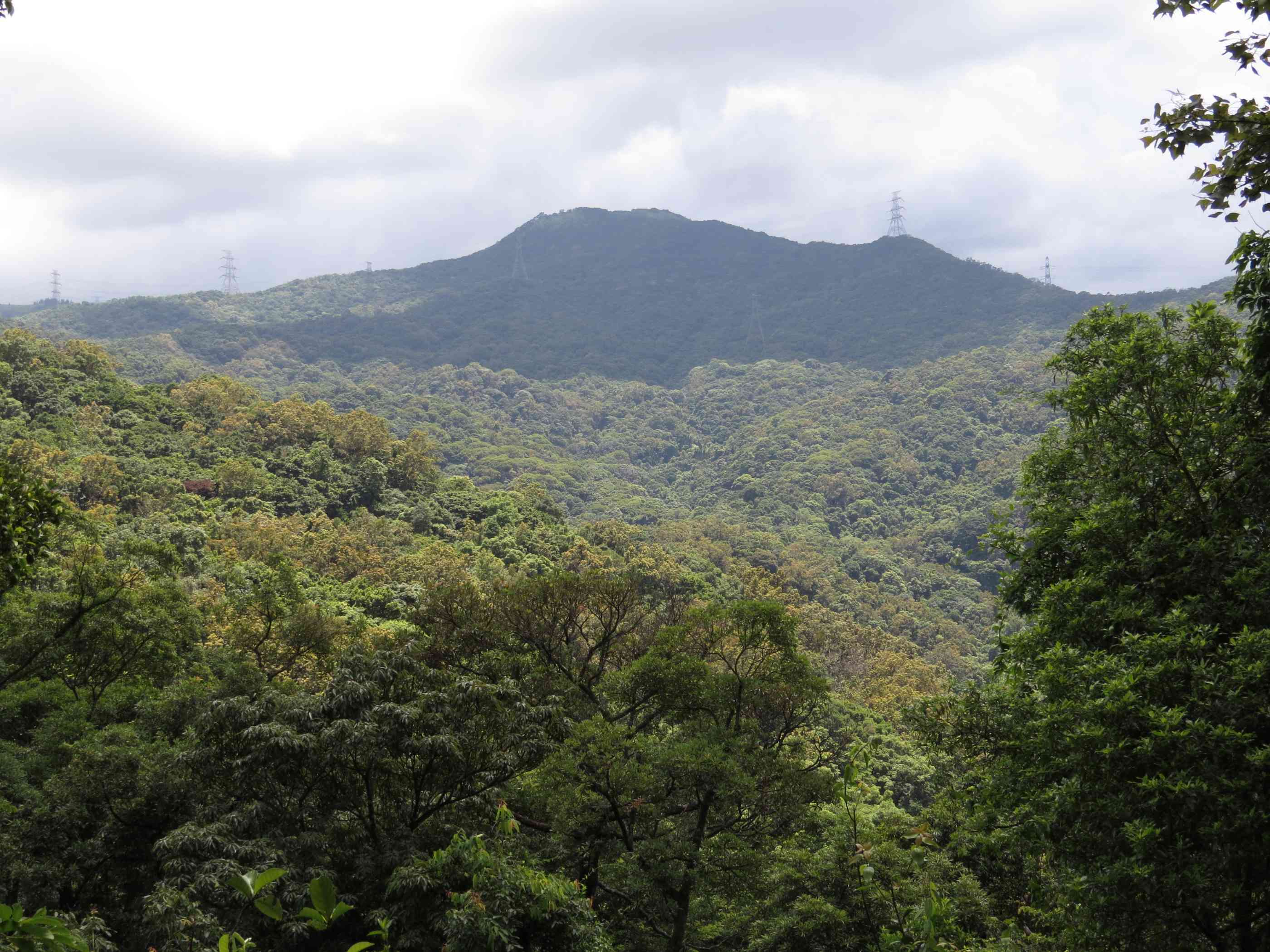 KFBG Study Finds That Trees Planted in Monocultures Impede Forest Recovery Press Release